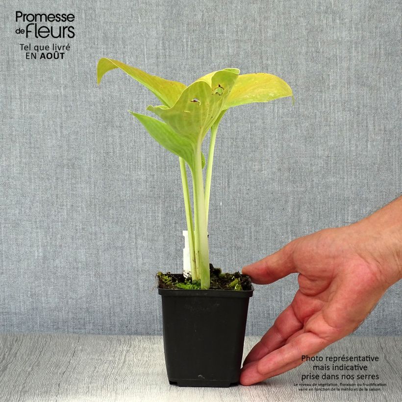 Exemplar von Hosta Empress Wu - Garten-Funkie Kleine Töpfe von 8/9 cm wie im Sommer geliefert