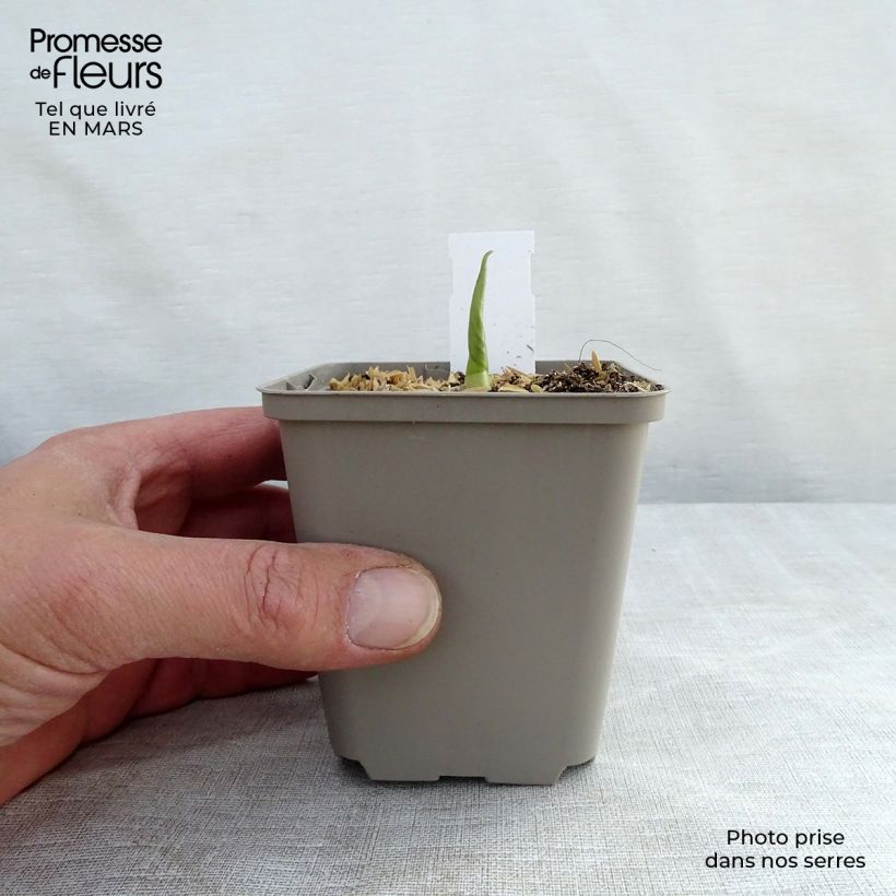 Exemplar von Hosta Empress Wu - Garten-Funkie Kleine Töpfe von 8/9 cm wie im Frühjahr geliefert