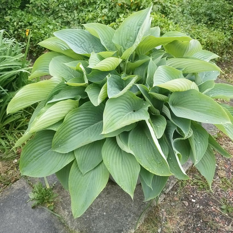 Hosta Empress Wu - Garten-Funkie (Hafen)