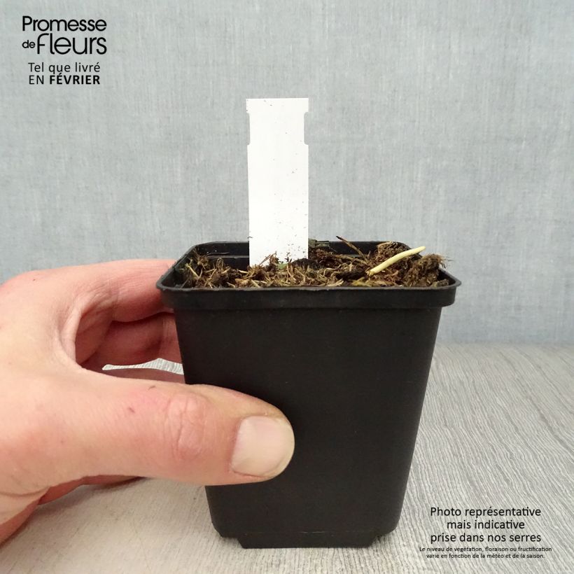 Exemplar von Hosta Fire and Ice - Garten-Funkie Kleine Töpfe von 8/9 cm wie im Winter geliefert