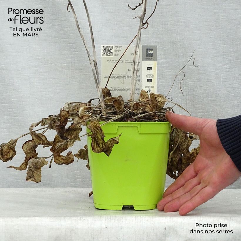 Exemplar von Hosta First Frost - Garten-Funkie Topf mit 2L/3L wie im Frühjahr geliefert