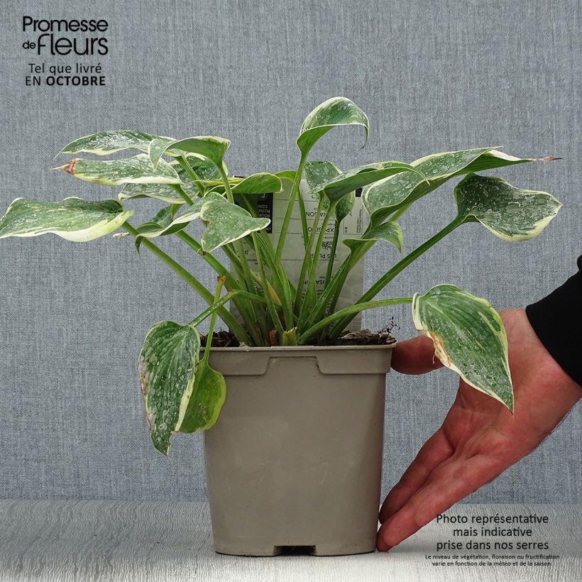 Exemplar von Hosta First Frost - Garten-Funkie Topf mit 2L/3L wie im Herbst geliefert