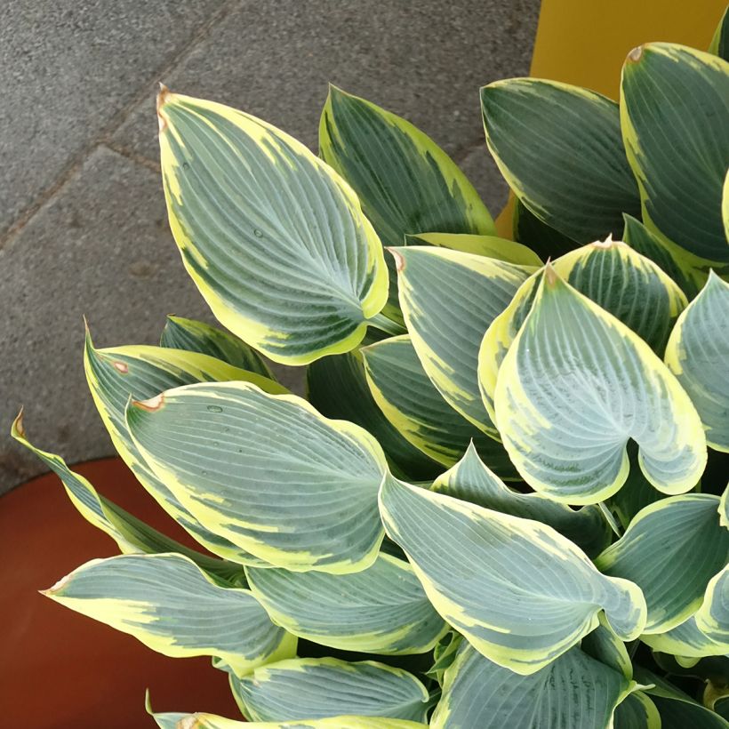 Hosta First Frost - Garten-Funkie (Hafen)