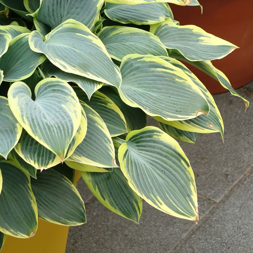 Hosta First Frost - Garten-Funkie (Hafen)