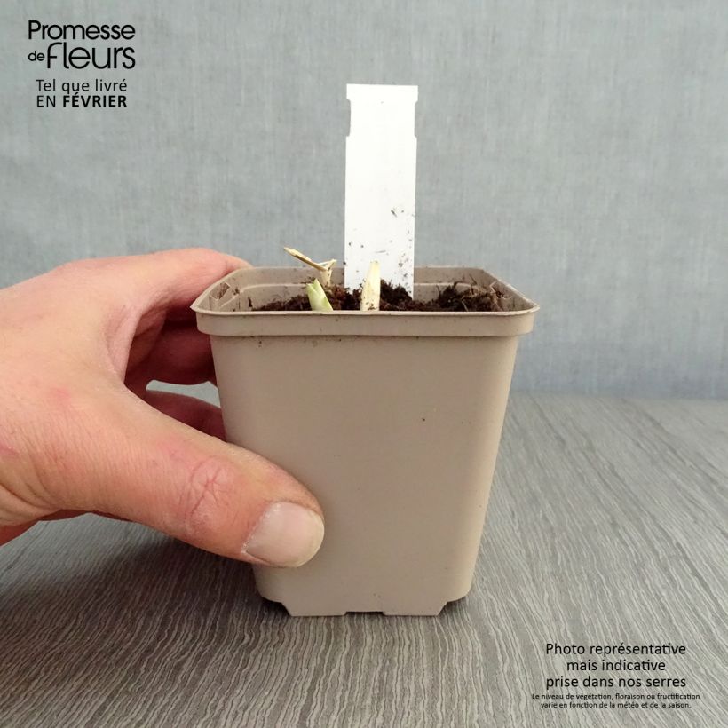 Exemplar von Hosta Fragrant Blue - Garten-Funkie Kleine Töpfe von 8/9 cm wie im Winter geliefert