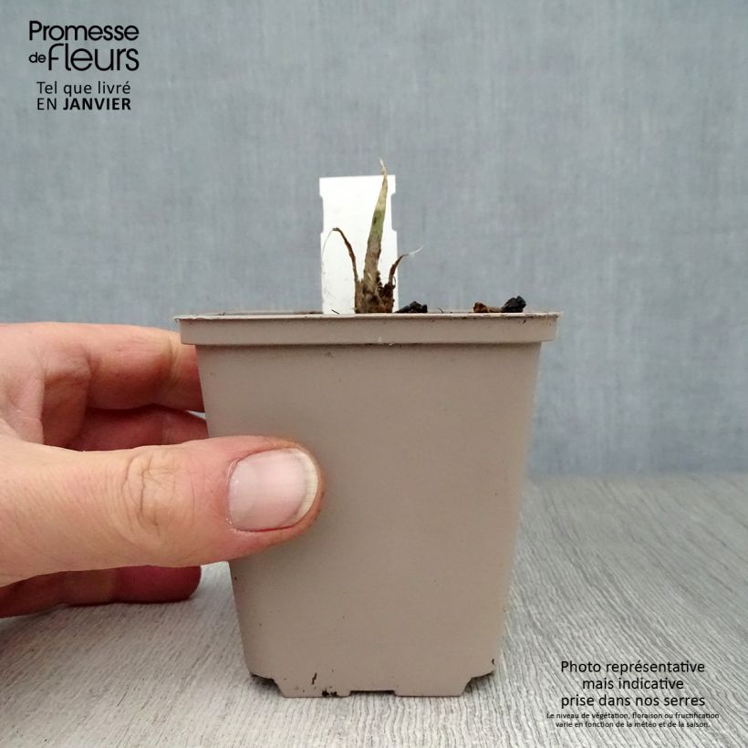 Exemplar von Hosta Fragrant Bouquet - Garten-Funkie Kleine Töpfe von 8/9 cm wie im Winter geliefert