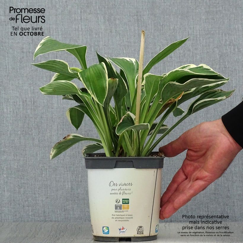 Exemplar von Hosta fortunei Francee - Garten-Funkie Topf mit 2L/3L wie im Herbst geliefert