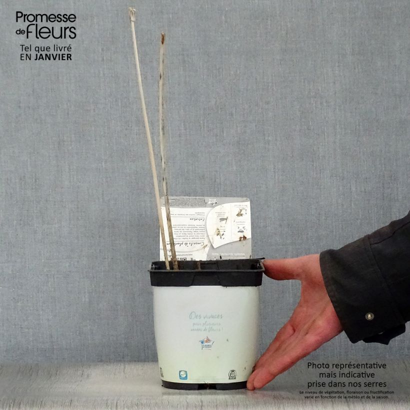 Exemplar von Hosta fortunei Francee - Garten-Funkie Topf mit 2L/3L wie im Winter geliefert