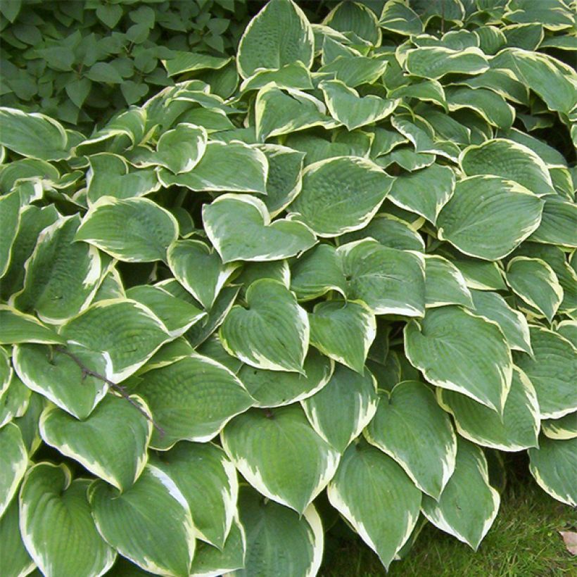 Hosta Fringe Benefit - Garten-Funkie (Hafen)