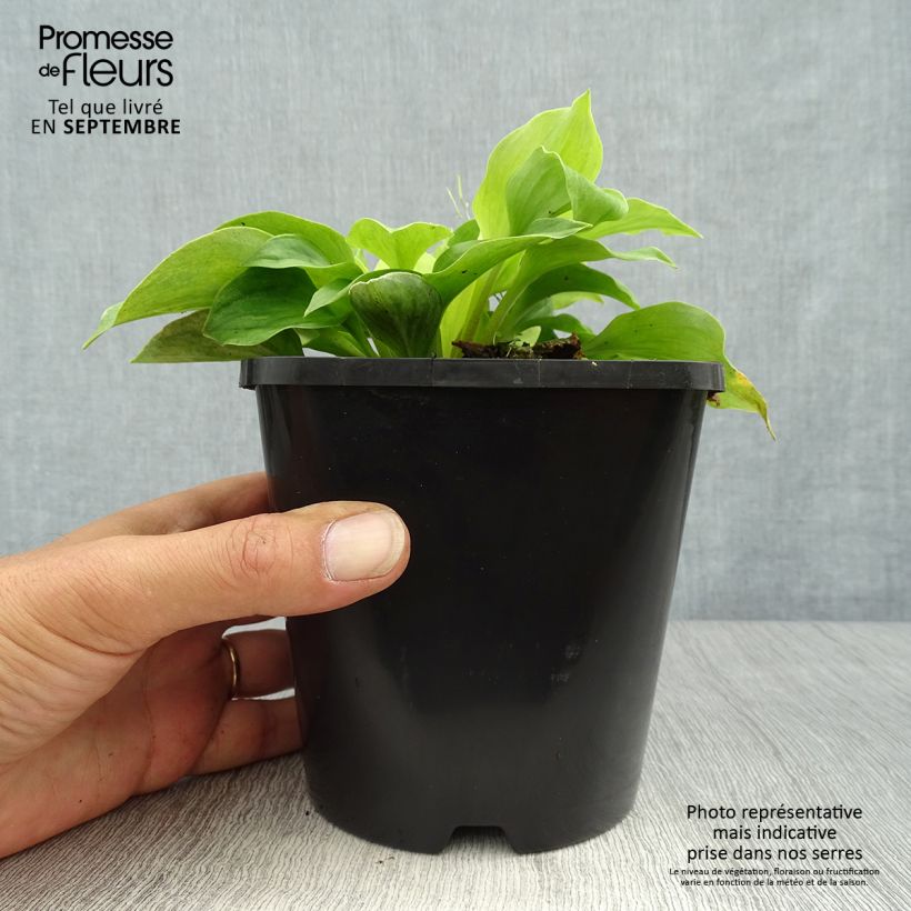 Exemplar von Hosta Golden Needles - Garten-Funkie Topf mit 1,5L/2L wie im Herbst geliefert