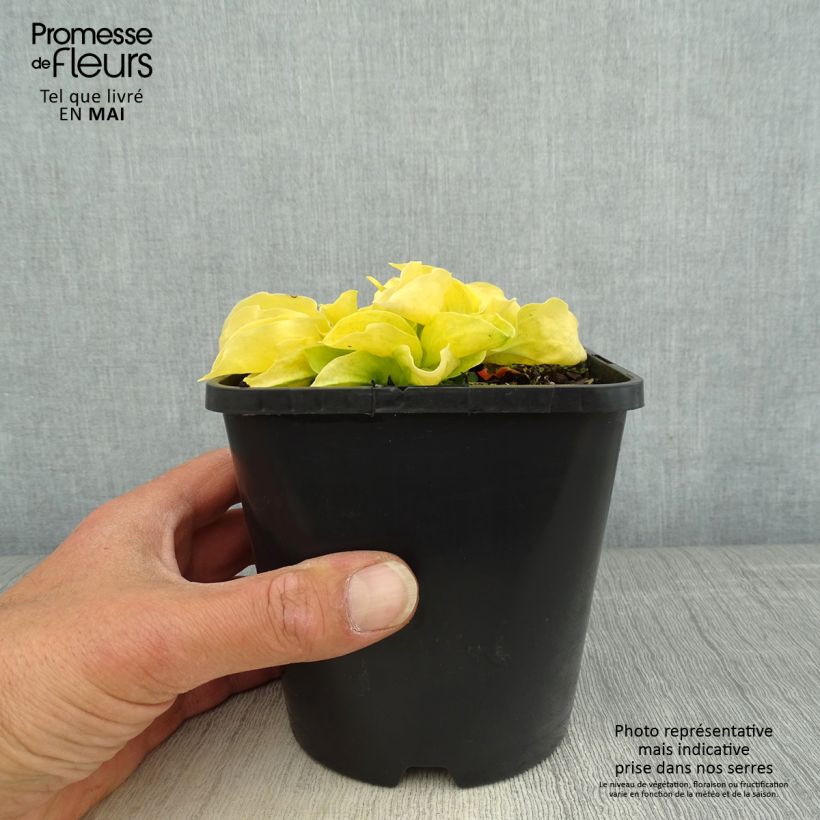 Exemplar von Hosta Golden Needles - Garten-Funkie Topf mit 1,5L/2L wie im Frühjahr geliefert