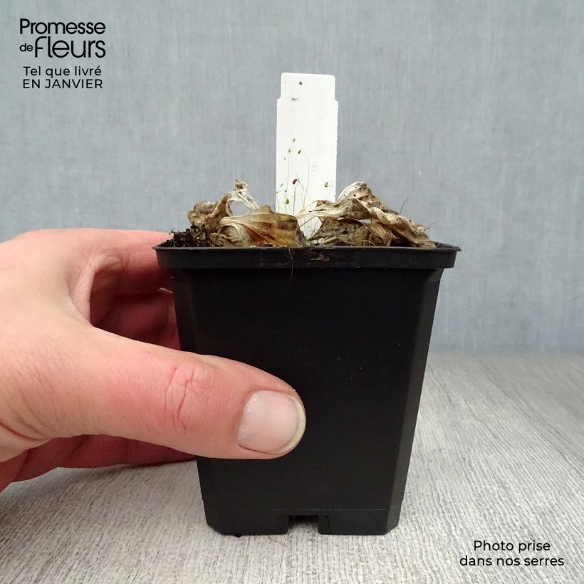 Exemplar von Hosta Golden Tiara - Garten-Funkie Kleine Töpfe von 8/9 cm wie im Winter geliefert