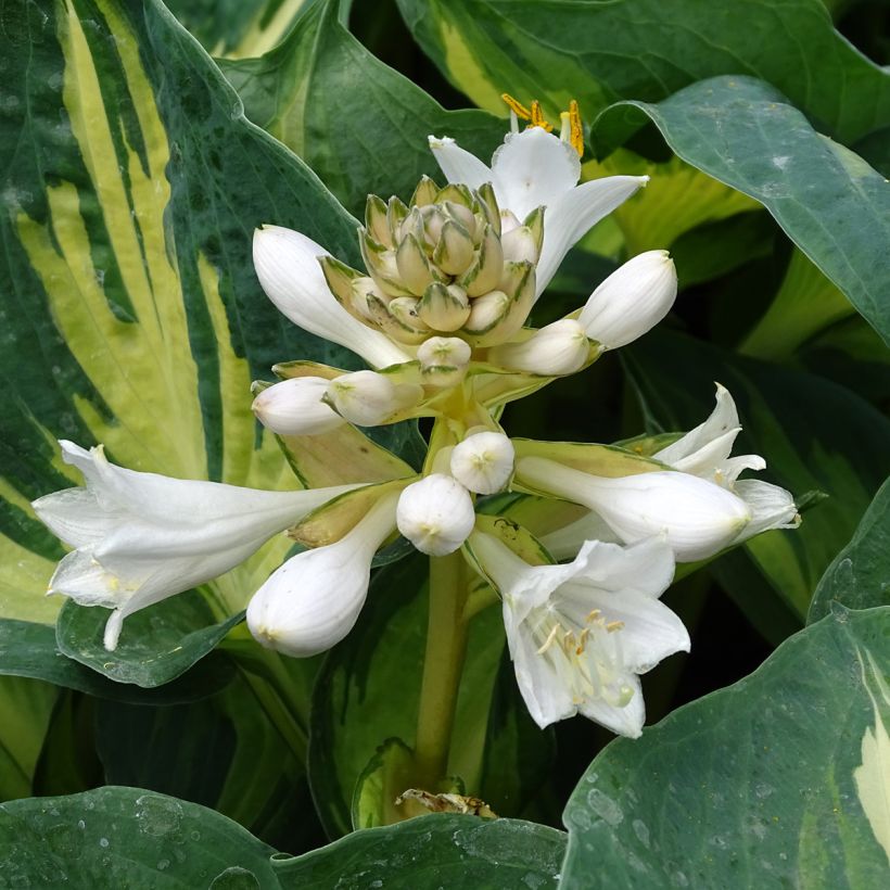 Hosta Great Expectations - Garten-Funkie (Blüte)