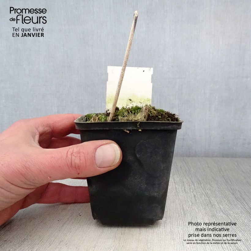 Exemplar von Hosta Green Gold - Garten-Funkie Kleine Töpfe von 8/9 cm wie im Winter geliefert