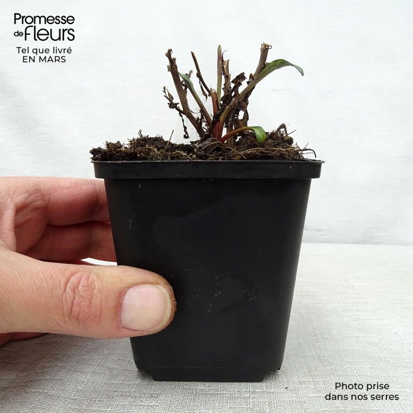 Exemplar von Hosta Green Gold - Garten-Funkie Kleine Töpfe von 8/9 cm wie im Frühjahr geliefert