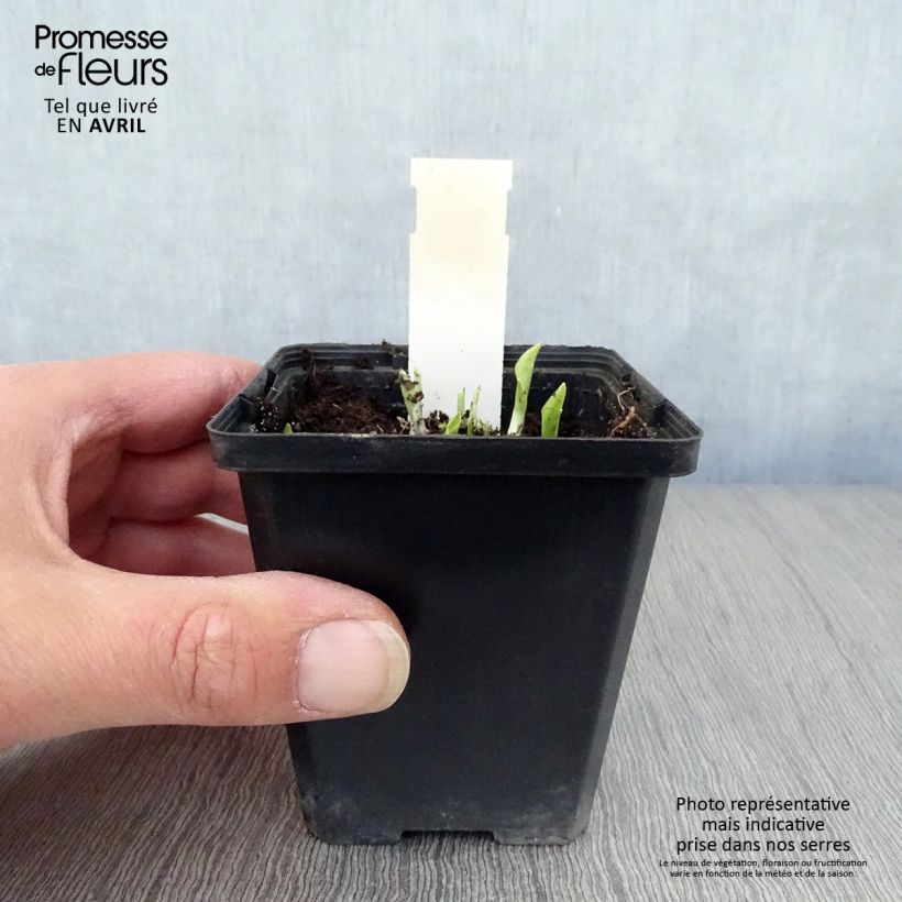 Exemplar von Hosta Ground Master - Garten-Funkie Kleine Töpfe von 8/9 cm wie im Frühjahr geliefert