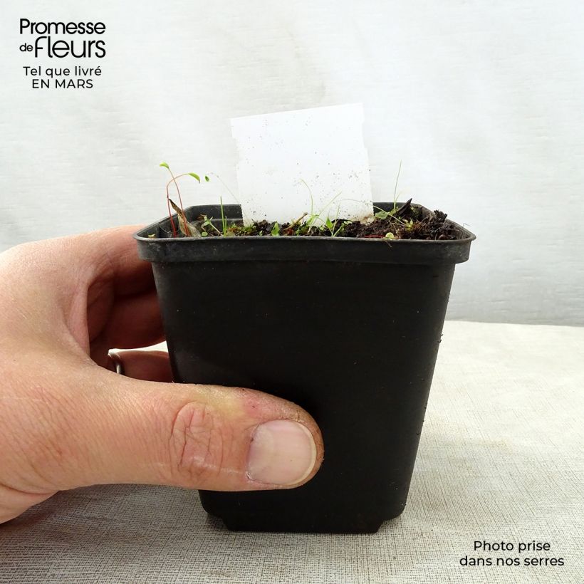 Exemplar von Hosta Harry Van Trier - Garten-Funkie Kleine Töpfe von 8/9 cm wie im Frühjahr geliefert