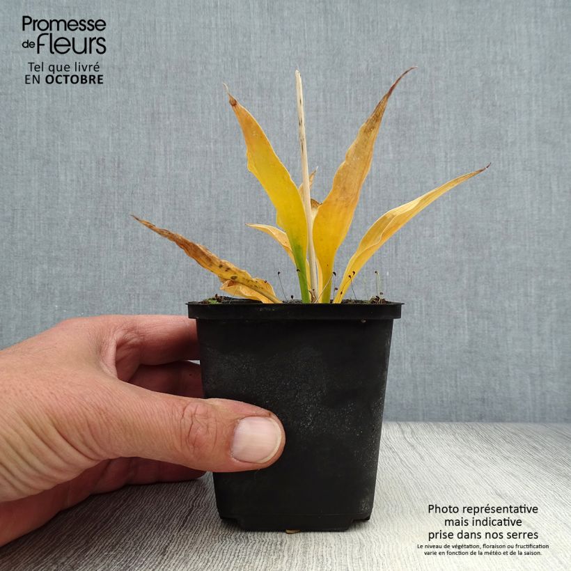 Exemplar von Hosta Harry Van Trier - Garten-Funkie Kleine Töpfe von 8/9 cm wie im Herbst geliefert