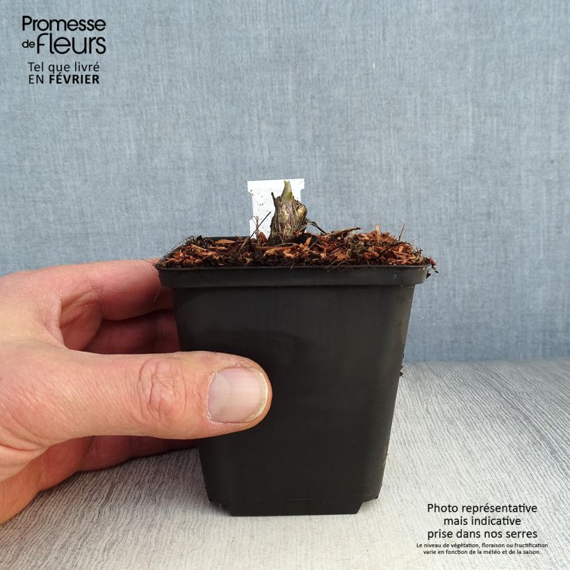 Exemplar von Hosta Honeybells - Garten-Funkie Kleine Töpfe von 8/9 cm wie im Winter geliefert