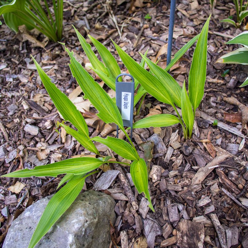 Hosta Hyuga Urajiro - Garten-Funkie (Hafen)