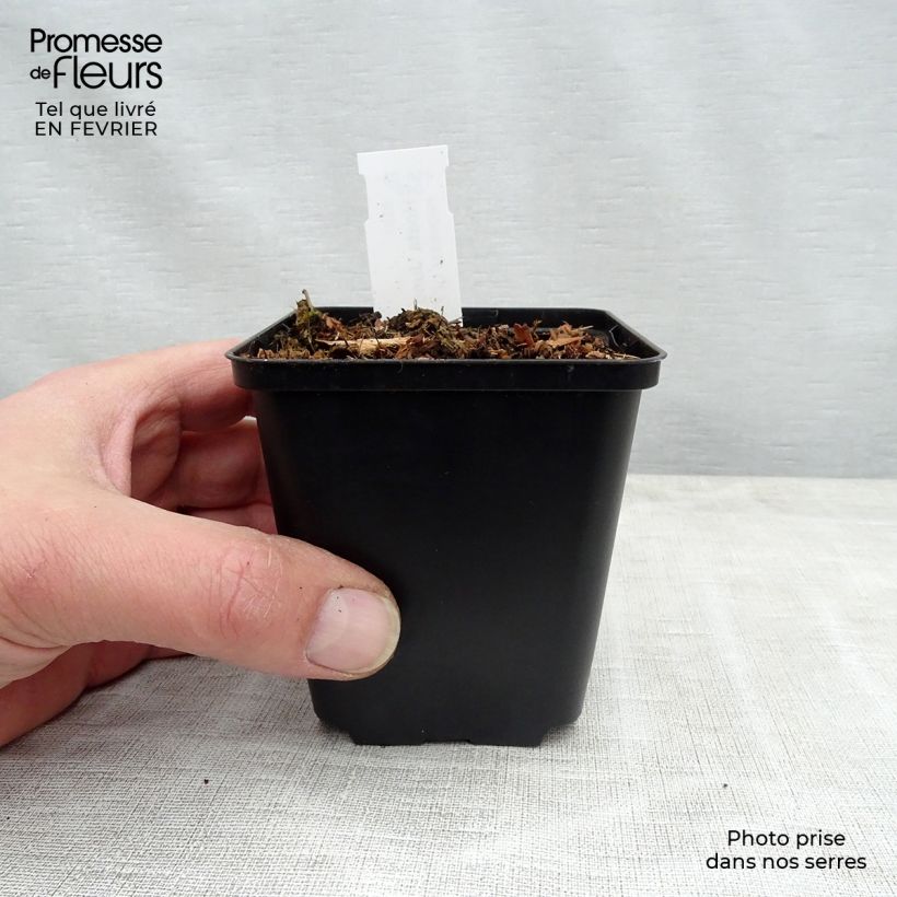 Exemplar von Hosta tardiana June Fever - Garten-Funkie Kleine Töpfe von 8/9 cm wie im Winter geliefert