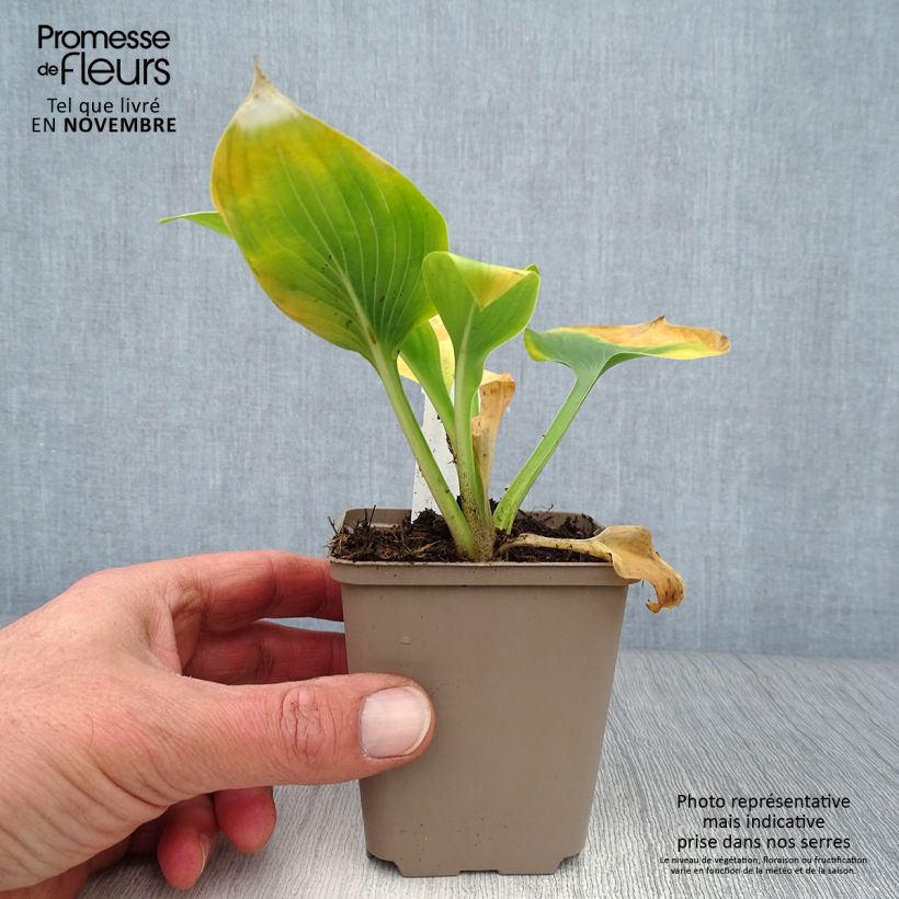 Exemplar von Hosta Jurassic Park - Garten-Funkie Kleine Töpfe von 8/9 cm wie im Herbst geliefert