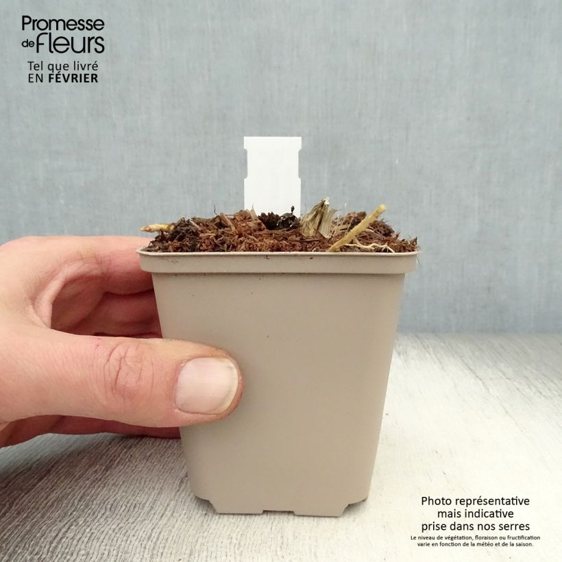 Exemplar von Hosta Jurassic Park - Garten-Funkie Kleine Töpfe von 8/9 cm wie im Winter geliefert