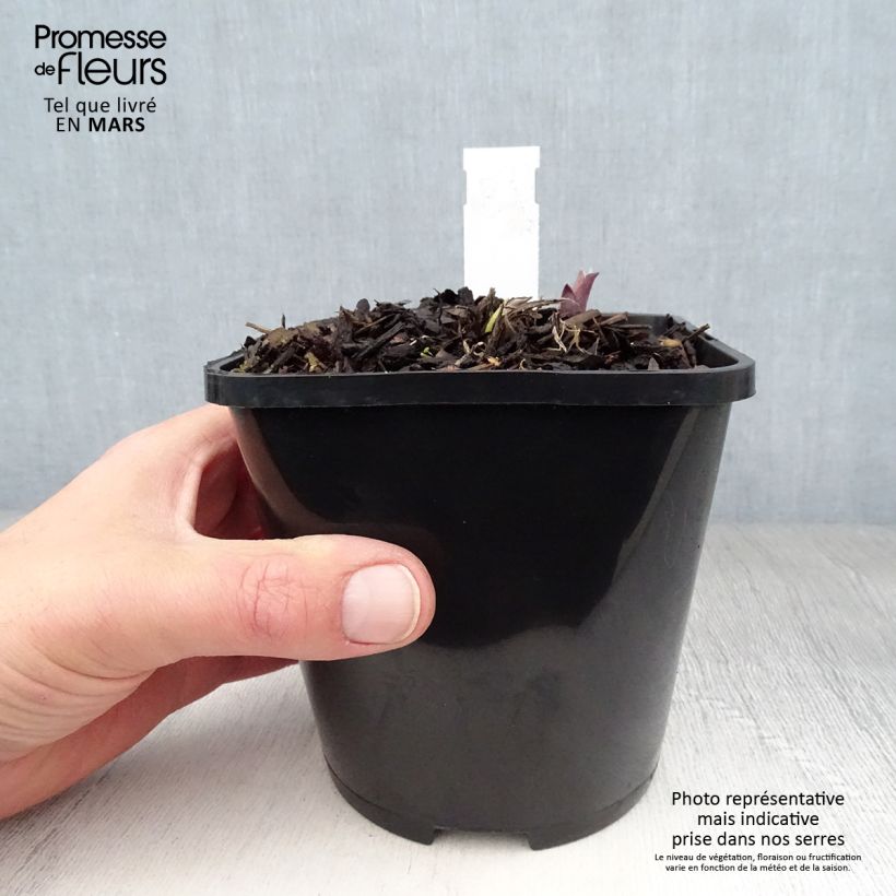 Exemplar von Hosta Lady in Red - Garten-Funkie Topf mit 1,5L/2L wie im Frühjahr geliefert