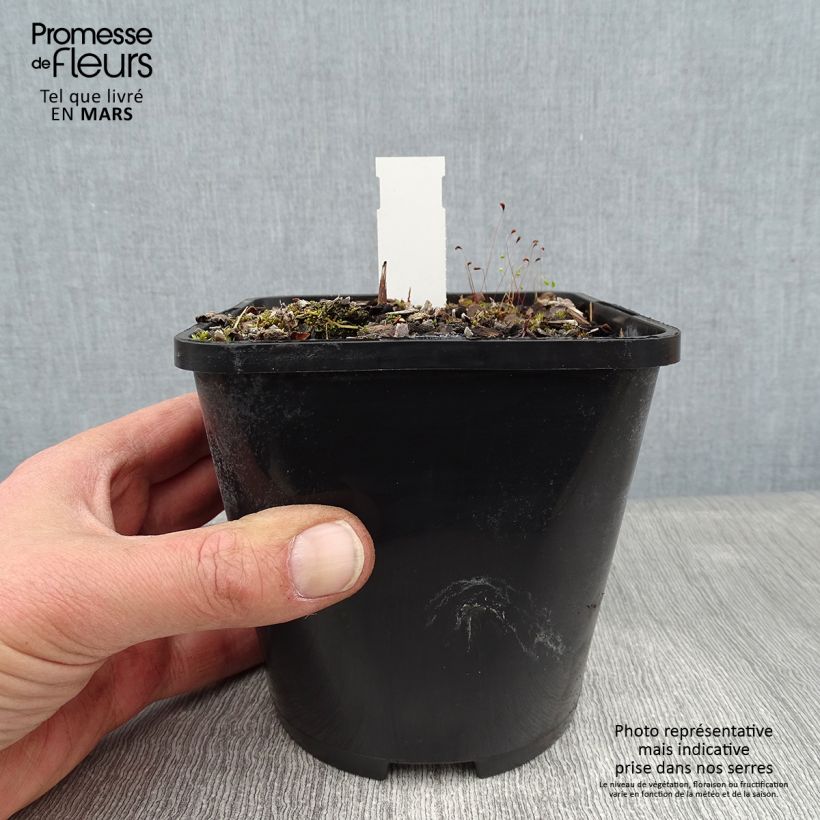 Exemplar von Hosta Lakeside Prophecy Fulfilled - Garten-Funkie Topf mit 1,5L/2L wie im Winter geliefert