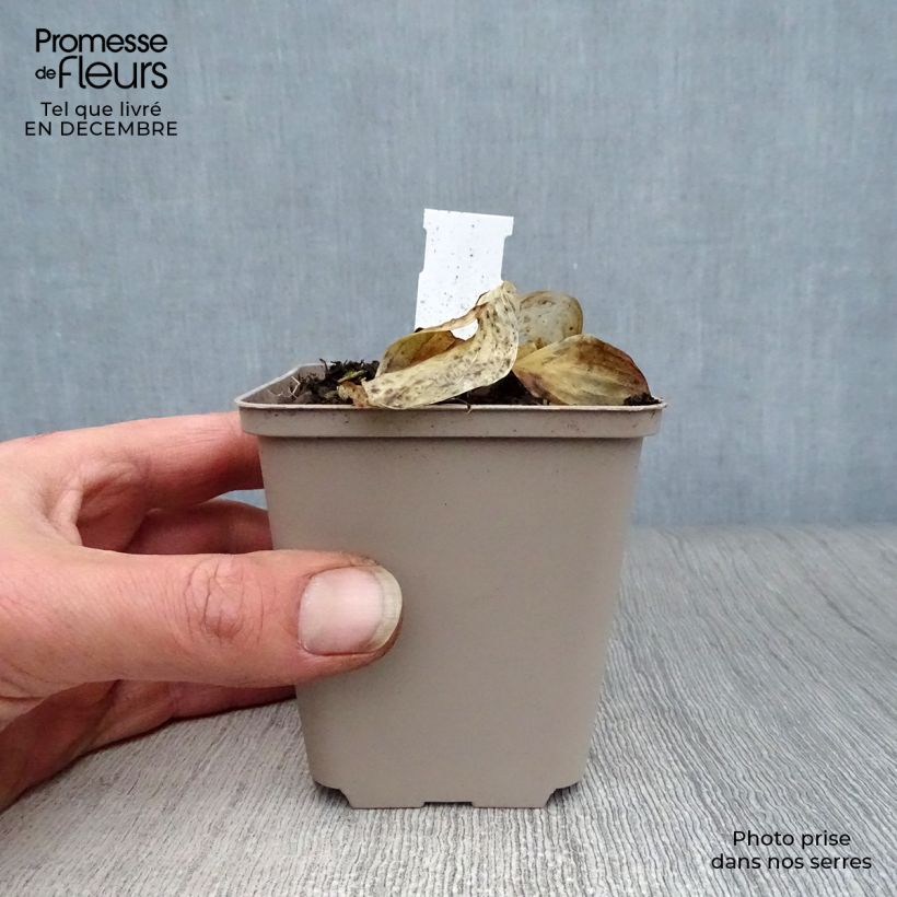 Exemplar von Hosta Liberty - Garten-Funkie Kleine Töpfe von 8/9 cm wie im Winter geliefert