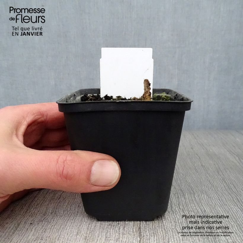 Exemplar von Hosta Love Pat - Garten-Funkie Kleine Töpfe von 8/9 cm wie im Winter geliefert