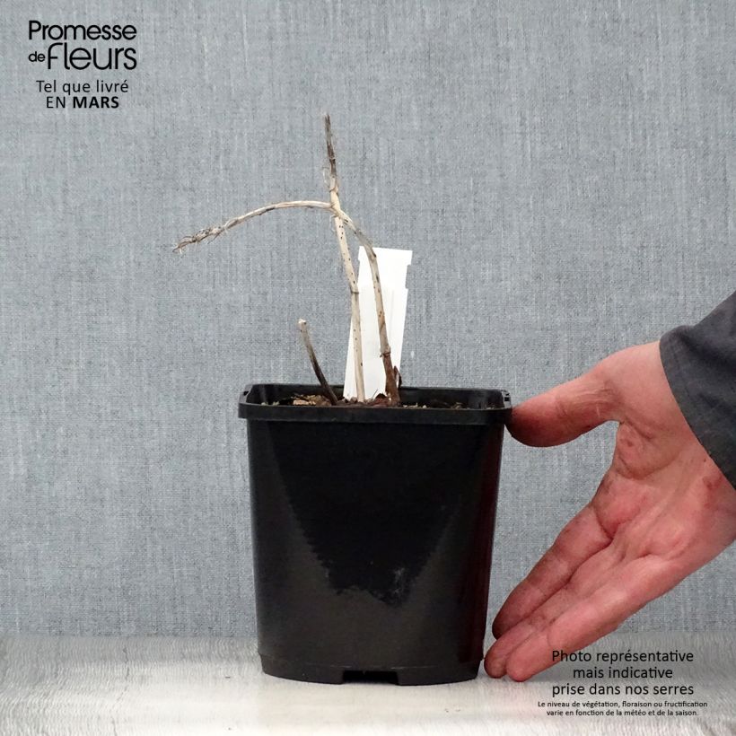 Exemplar von Hosta Marilyn Monroe - Garten-Funkie Topf mit 1,5L/2L wie im Frühjahr geliefert