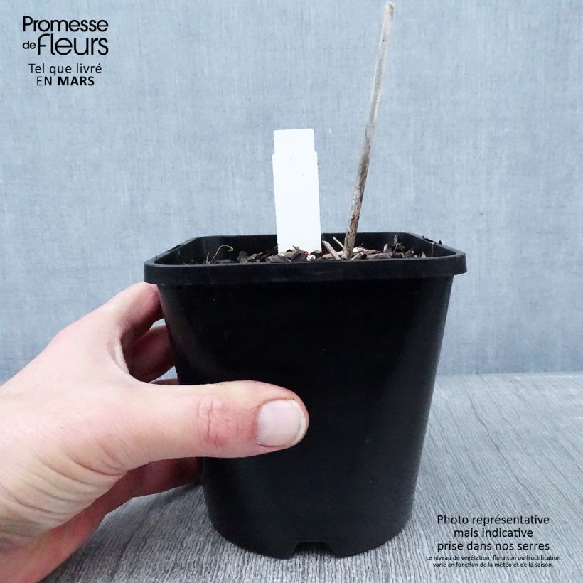 Exemplar von Hosta Midnight at the Oasis - Garten-Funkie Topf mit 1,5L/2L wie im Winter geliefert