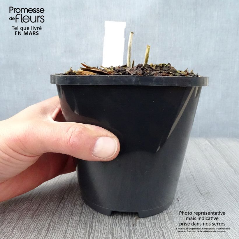 Exemplar von Hosta Mini Skirt - Garten-Funkie Topf mit 1,5L/2L wie im Frühjahr geliefert