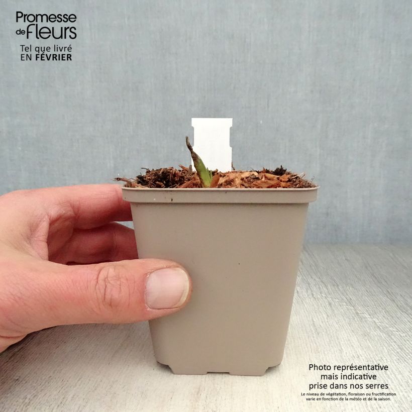 Exemplar von Hosta Minuteman - Garten-Funkie Kleine Töpfe von 8/9 cm wie im Winter geliefert