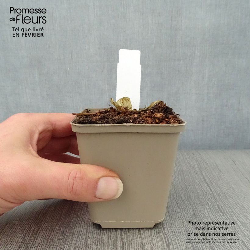 Exemplar von Hosta Night Before Christmas - Garten-Funkie Kleine Töpfe von 8/9 cm wie im Winter geliefert