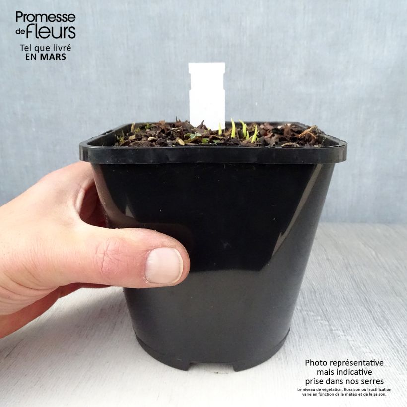 Exemplar von Hosta Obi-One Kenobi - Garten-Funkie Topf mit 1,5L/2L wie im Frühjahr geliefert