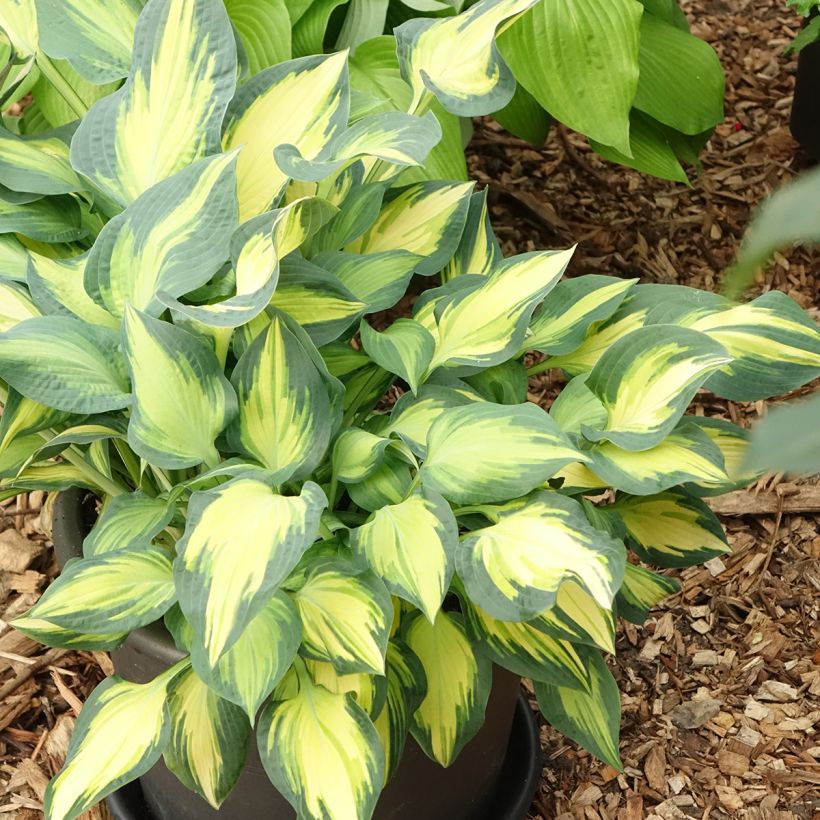 Hosta Orange Marmelade - Garten-Funkie (Hafen)