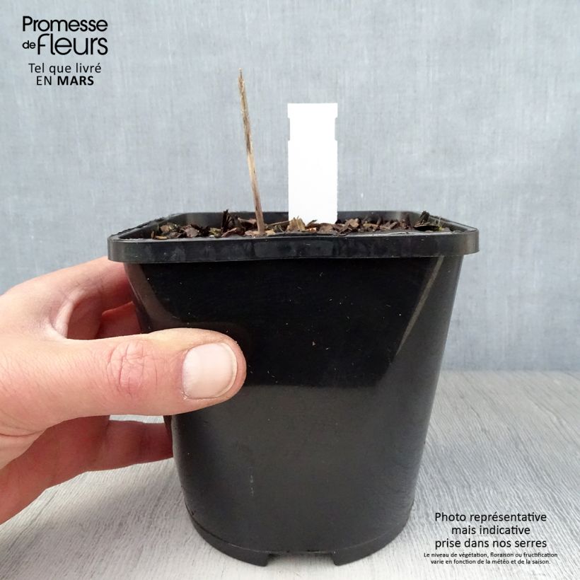 Exemplar von Hosta Orange Star - Garten-Funkie Topf mit 1,5L/2L wie im Frühjahr geliefert