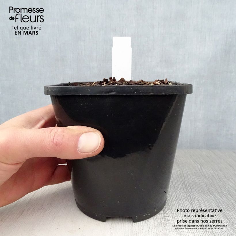 Exemplar von Hosta Orion's Belt - Garten-Funkie Topf mit 1,5L/2L wie im Frühjahr geliefert