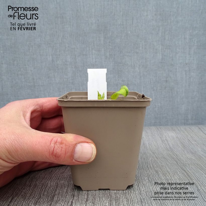 Exemplar von Hosta Paradise Island - Garten-Funkie Kleine Töpfe von 8/9 cm wie im Winter geliefert