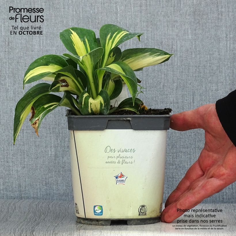 Exemplar von Hosta Paul s Glory - Garten-Funkie Topf mit 2L/3L wie im Herbst geliefert