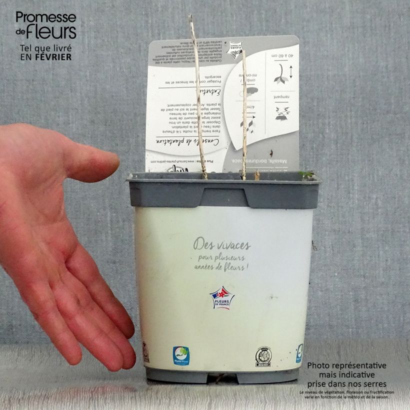 Exemplar von Hosta Paul s Glory - Garten-Funkie Topf mit 2L/3L wie im Winter geliefert