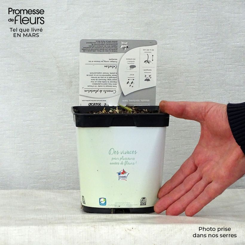 Exemplar von Hosta Paul s Glory - Garten-Funkie Topf mit 2L/3L wie im Frühjahr geliefert