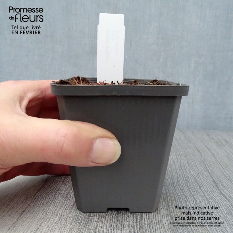 Exemplar von Hosta Pilgrim - Garten-Funkie Kleine Töpfe von 8/9 cm wie im Winter geliefert