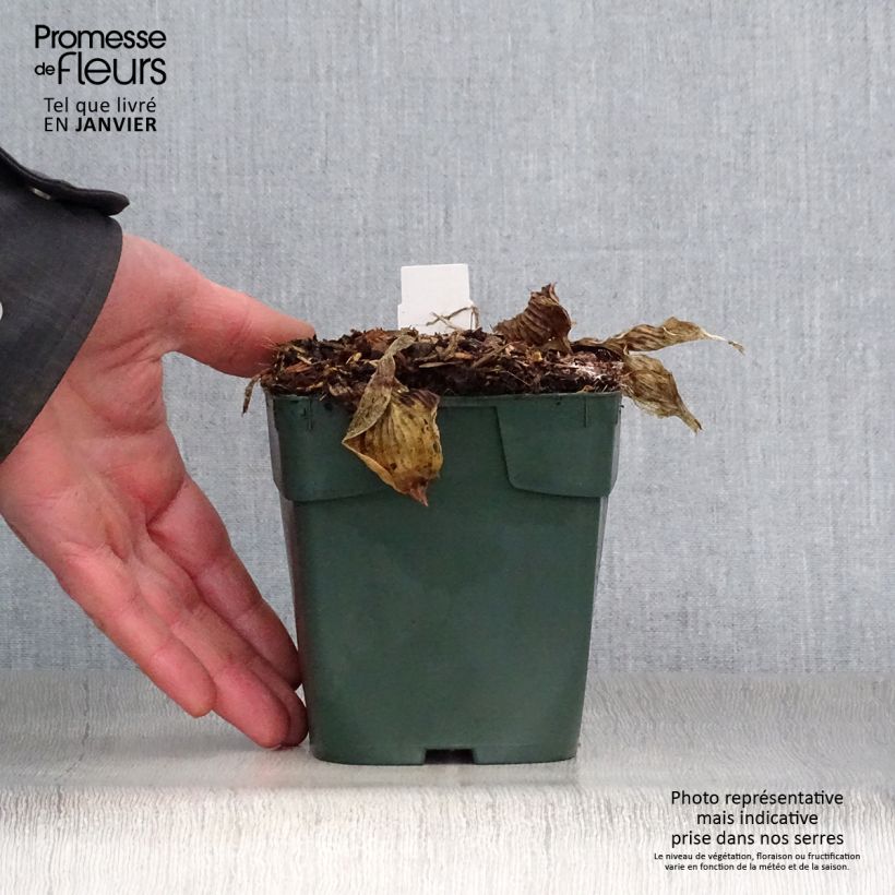 Exemplar von Hosta Pizzazz - Garten-Funkie Kleine Töpfe von 8/9 cm wie im Winter geliefert