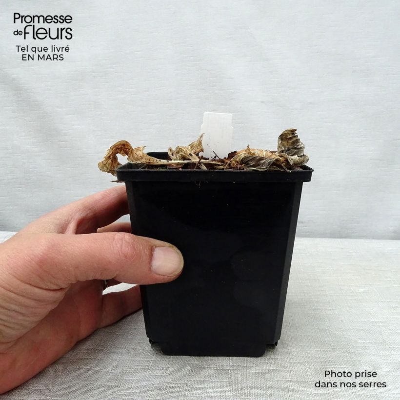 Exemplar von Hosta Pizzazz - Garten-Funkie Kleine Töpfe von 8/9 cm wie im Frühjahr geliefert