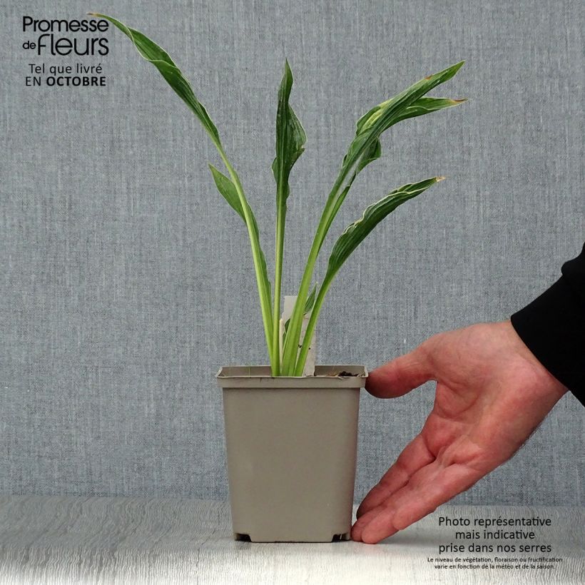 Exemplar von Hosta Praying Hands - Garten-Funkie Kleine Töpfe von 8/9 cm wie im Herbst geliefert