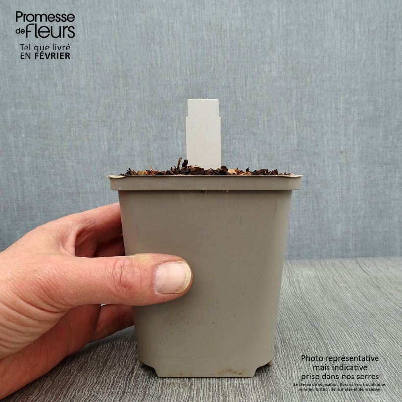 Exemplar von Hosta Praying Hands - Garten-Funkie Kleine Töpfe von 8/9 cm wie im Winter geliefert