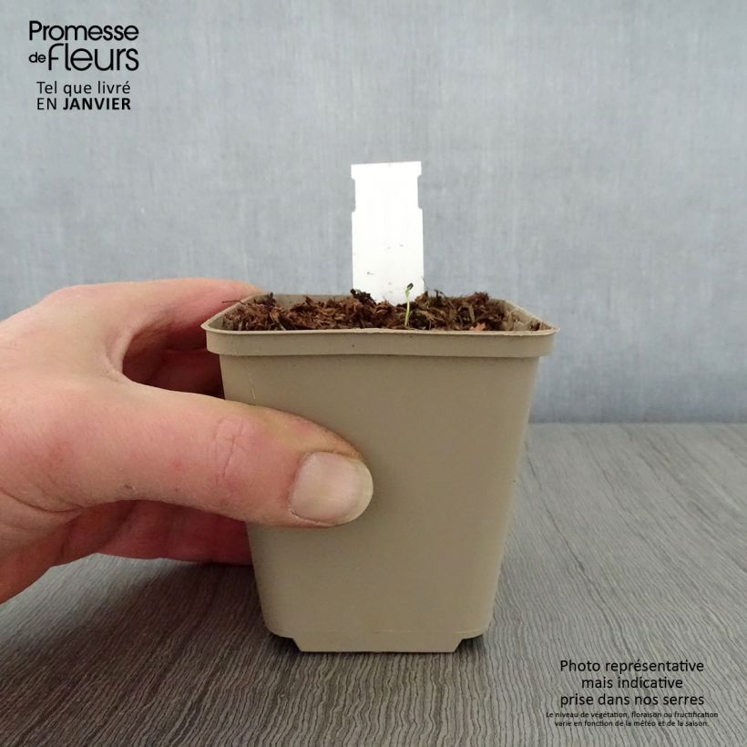 Exemplar von Hosta Queen Josephine - Garten-Funkie Kleine Töpfe von 8/9 cm wie im Winter geliefert